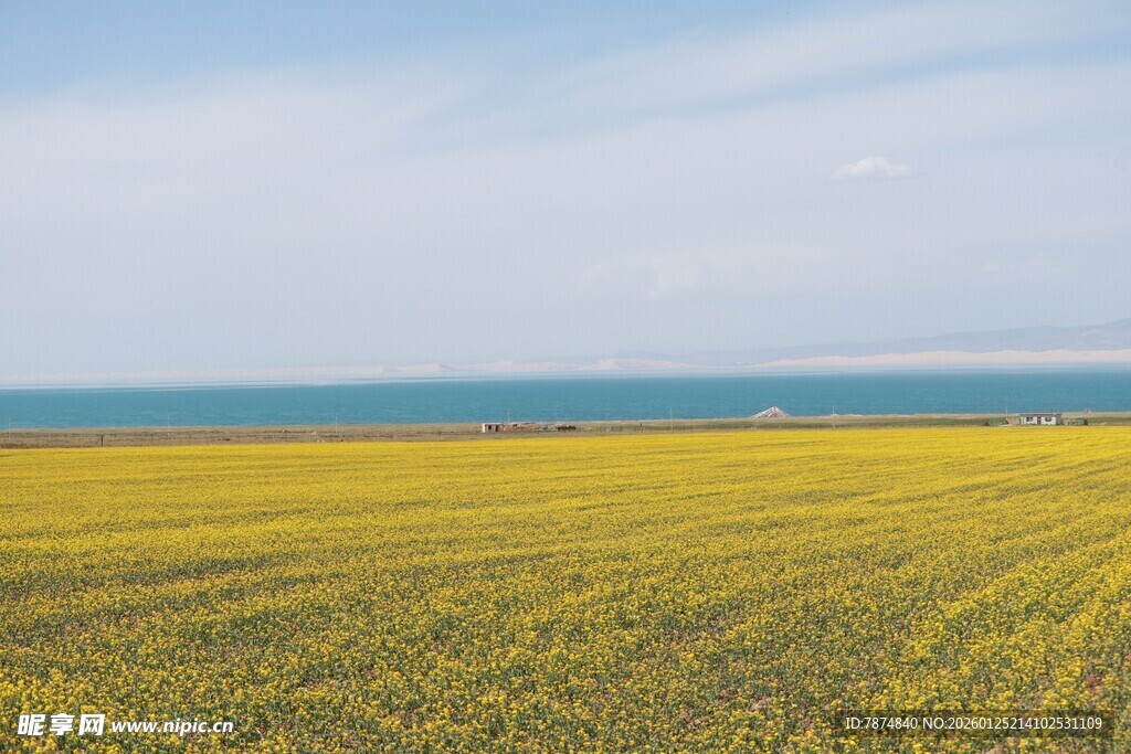 金黄油菜田与辽阔蓝天