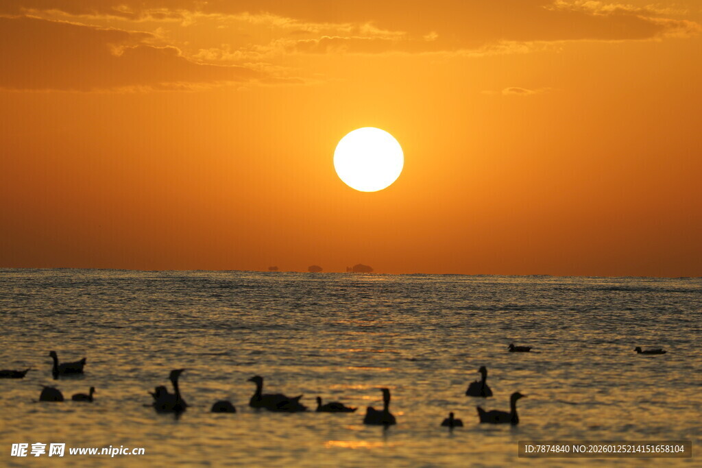 夕阳下海面的群鸟美景