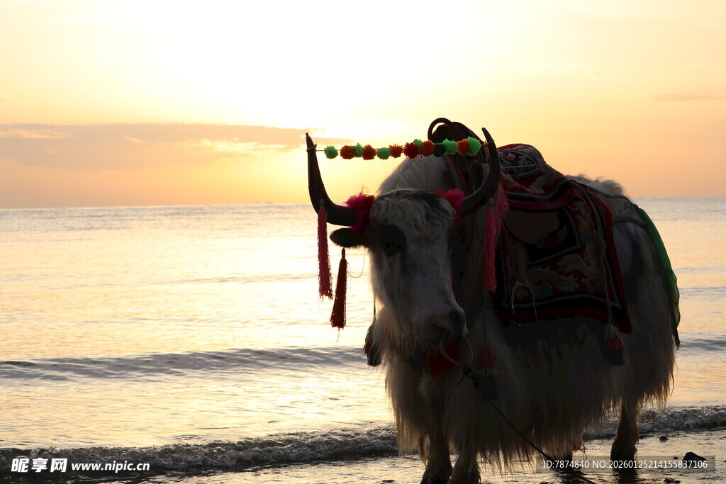 夕阳下海边的驮物骆驼
