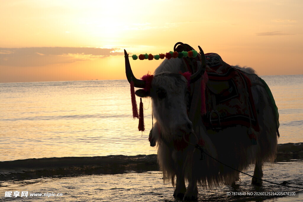 夕阳下海滩的驮物牦牛