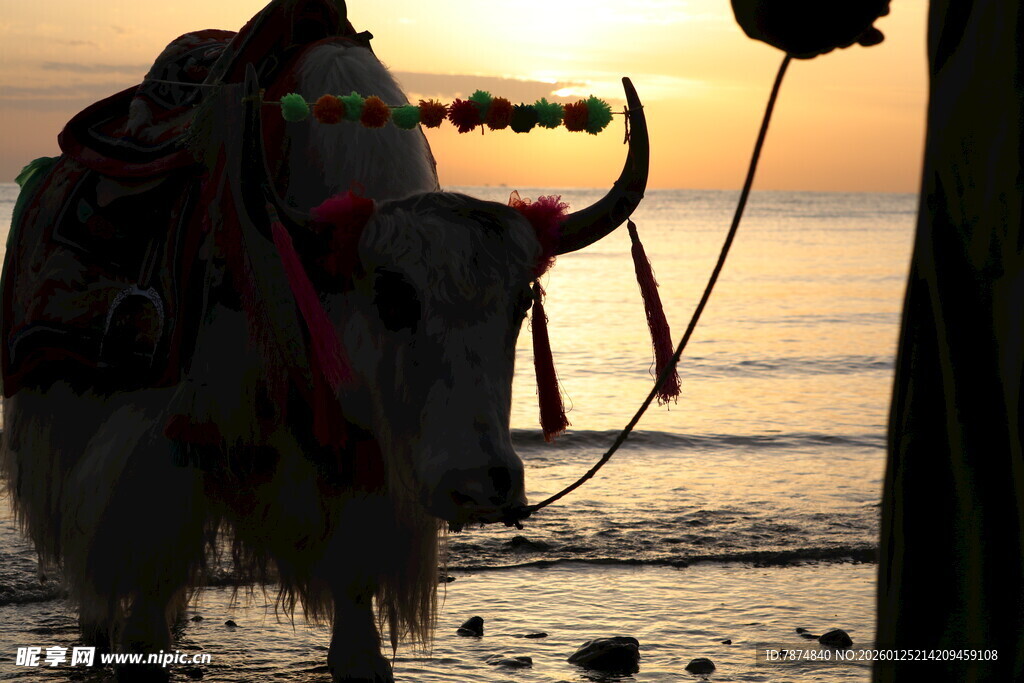 夕阳下海边的装饰牛
