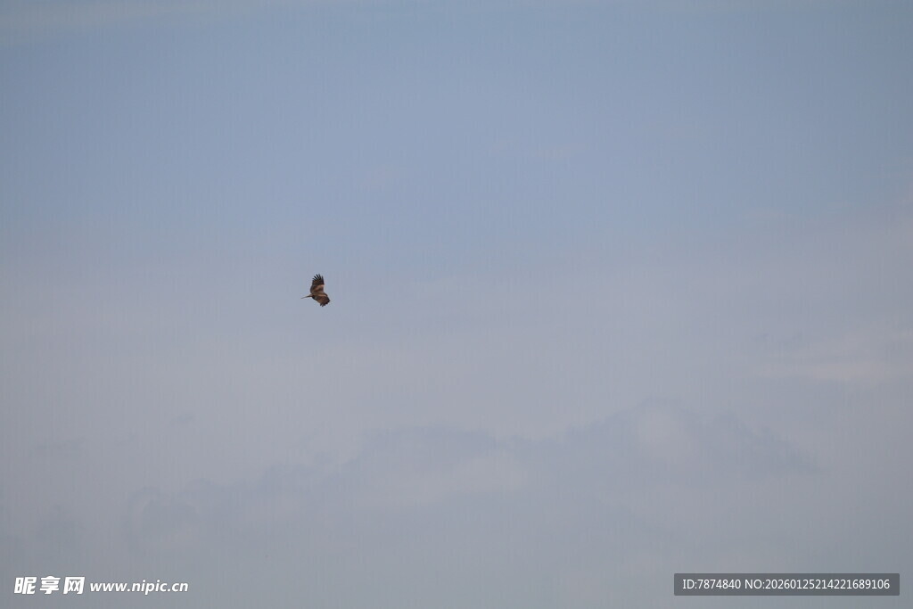 天空中飞翔的一只鸟