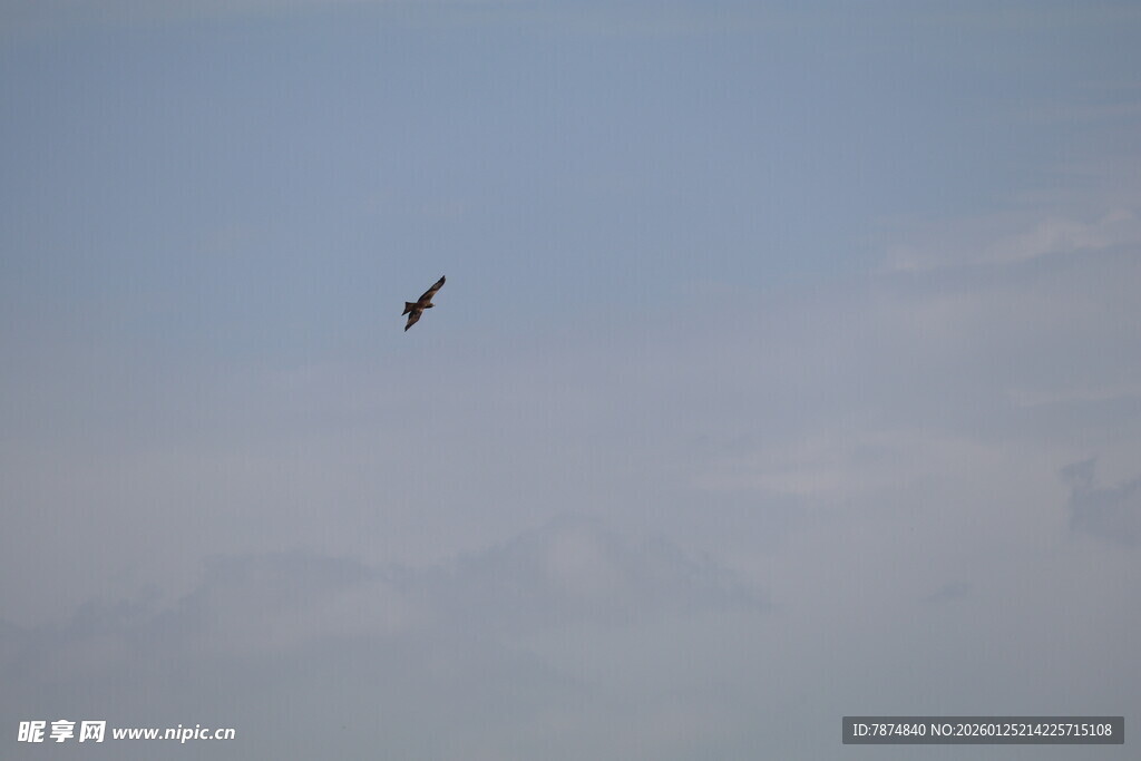 天空中翱翔的飞鸟