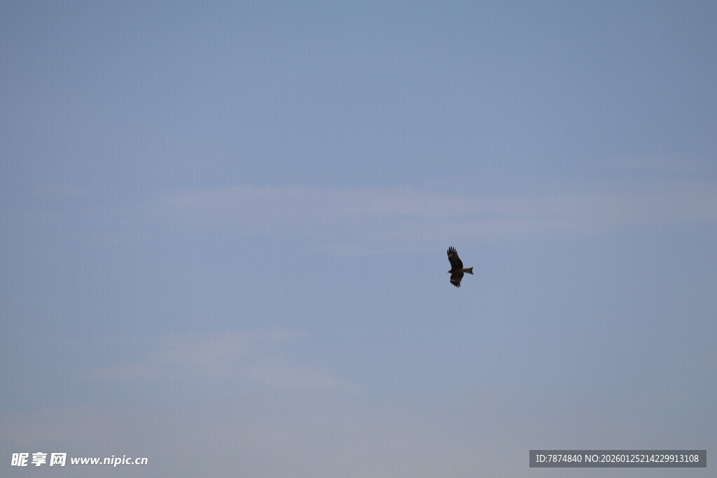 蓝天中翱翔的飞鸟