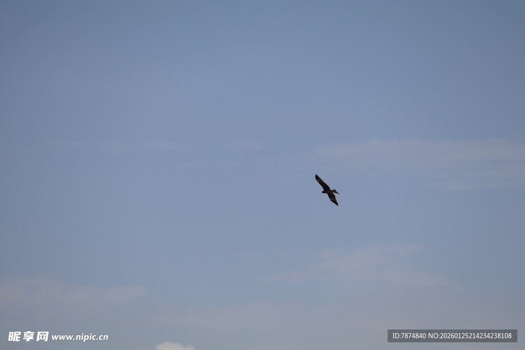 蓝天中翱翔的飞鸟