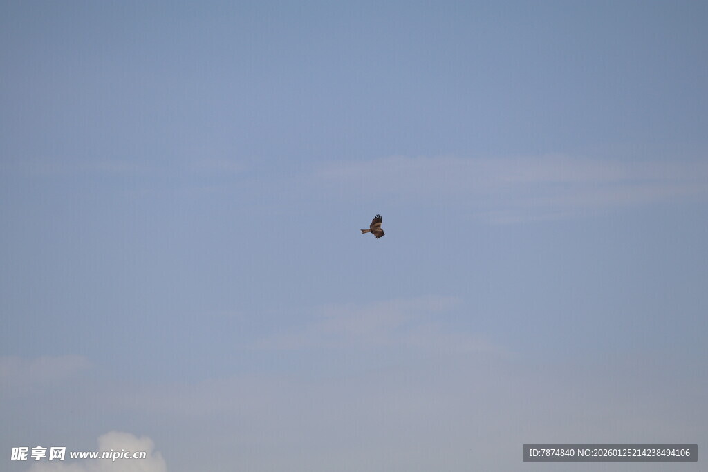 天空中飞翔的一只鸟