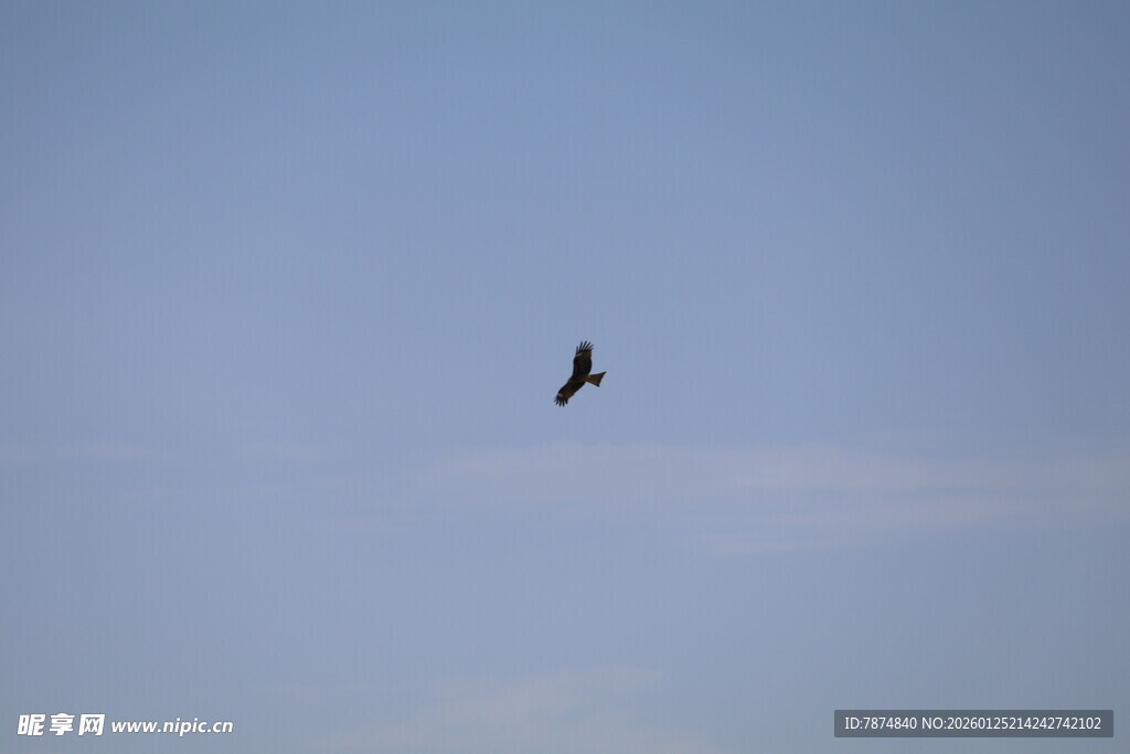 蓝天中翱翔的飞鸟