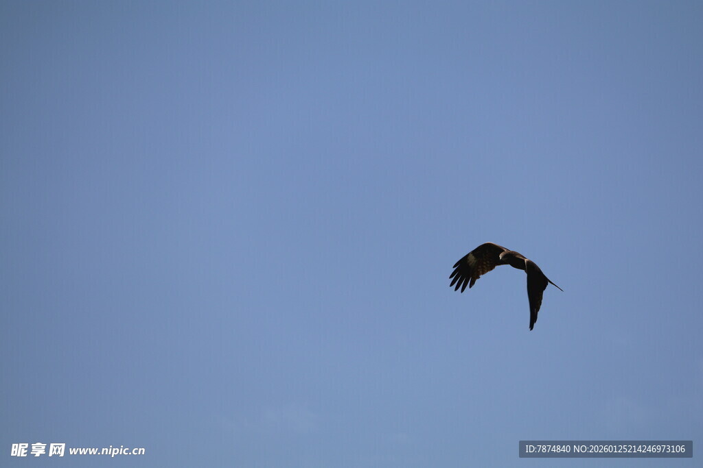 蓝天中翱翔的飞鸟