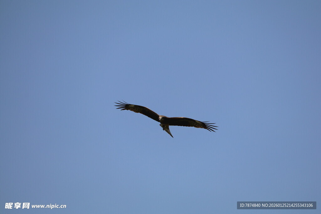 蓝天中展翅飞翔的鸟儿