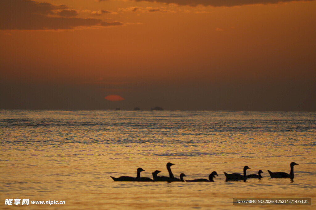 夕阳下湖面的划艇队伍