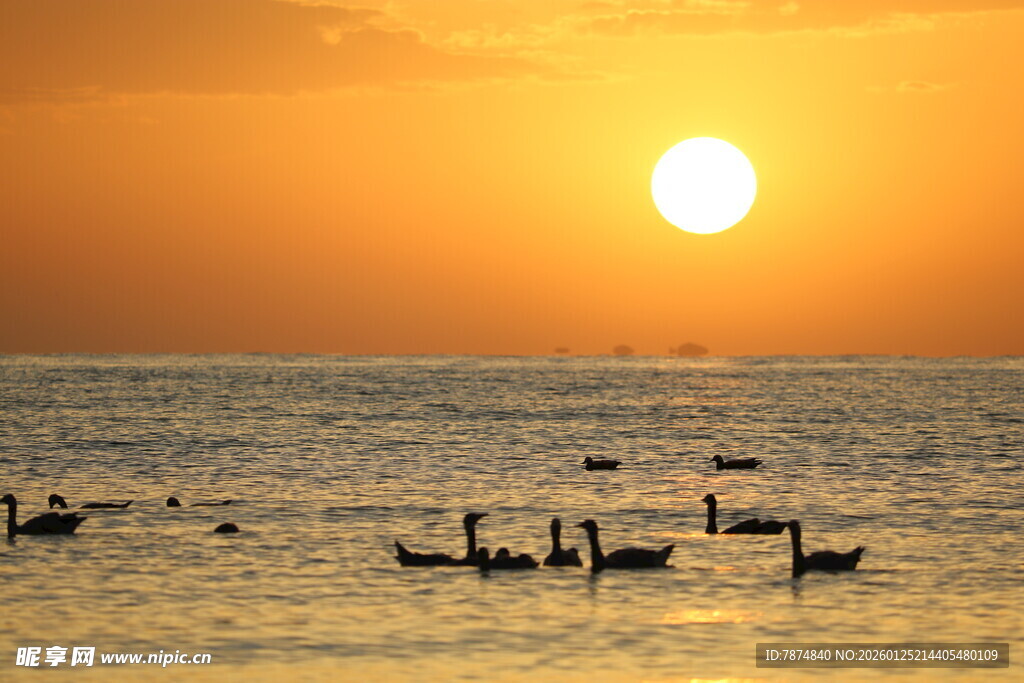 夕阳下海面的天鹅群
