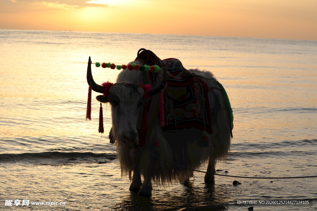 夕阳下海边的牦牛
