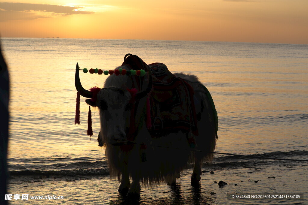 夕阳下牛在海边的身影