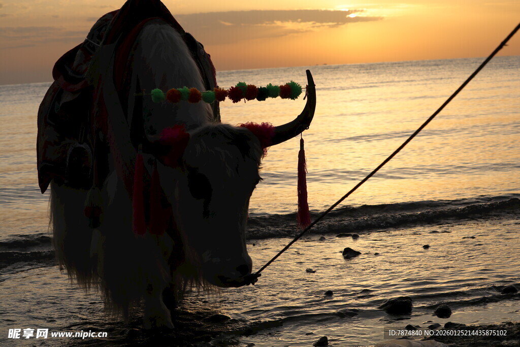 夕阳下海边的装饰牛