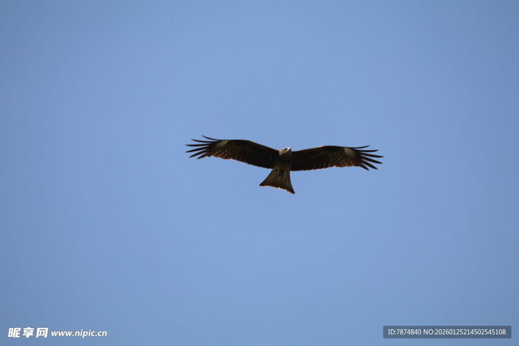 翱翔蓝天的雄鹰