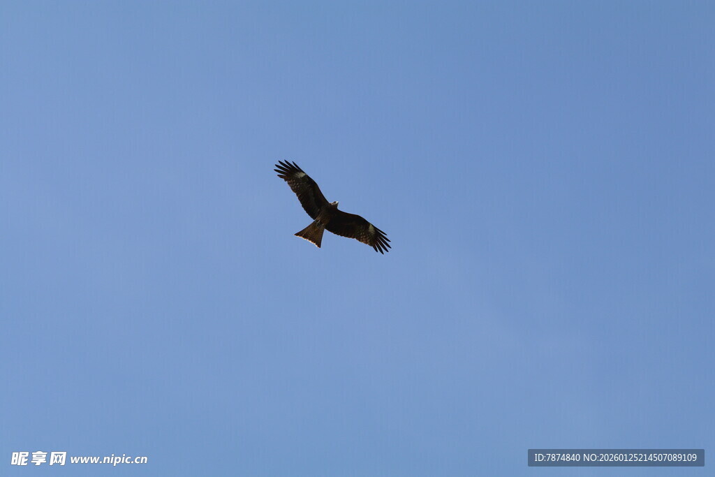 蓝天中翱翔的雄鹰