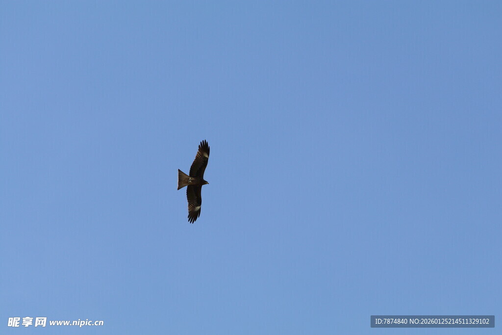 蓝天中翱翔的雄鹰