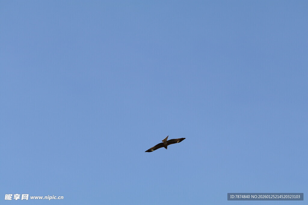 蓝天中翱翔的飞鸟