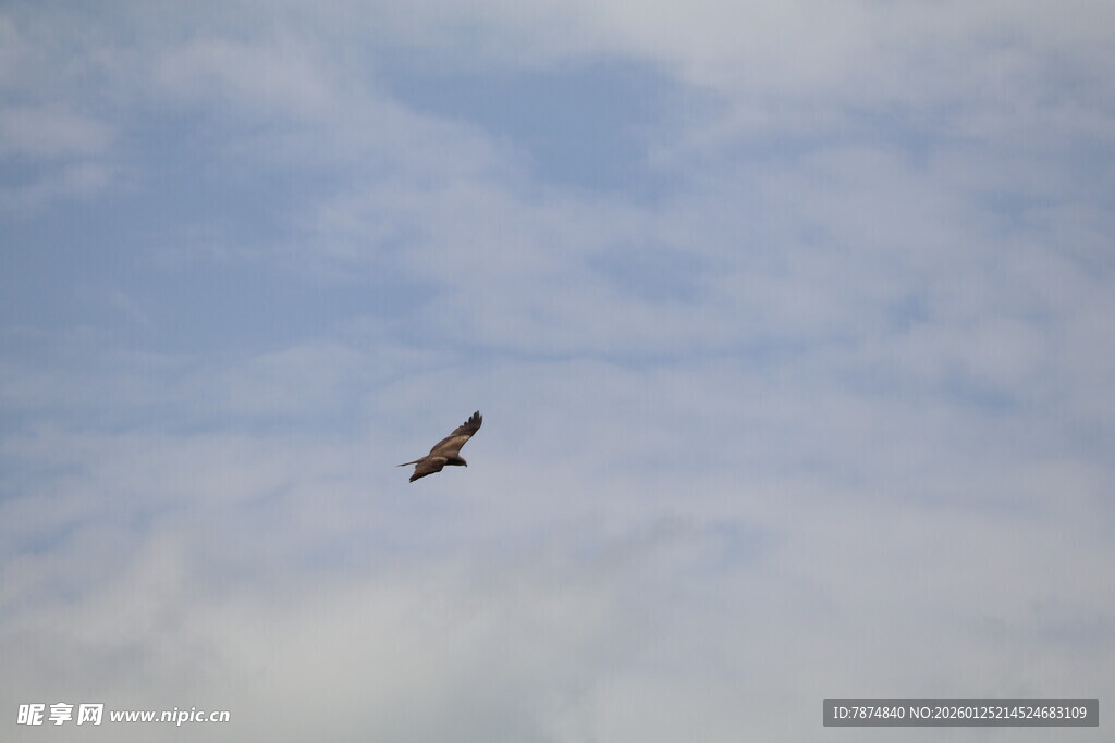 天空中飞翔的一只鸟
