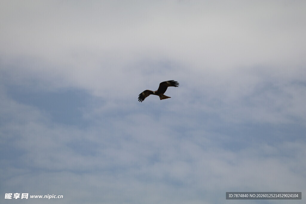 天空中翱翔的飞鸟