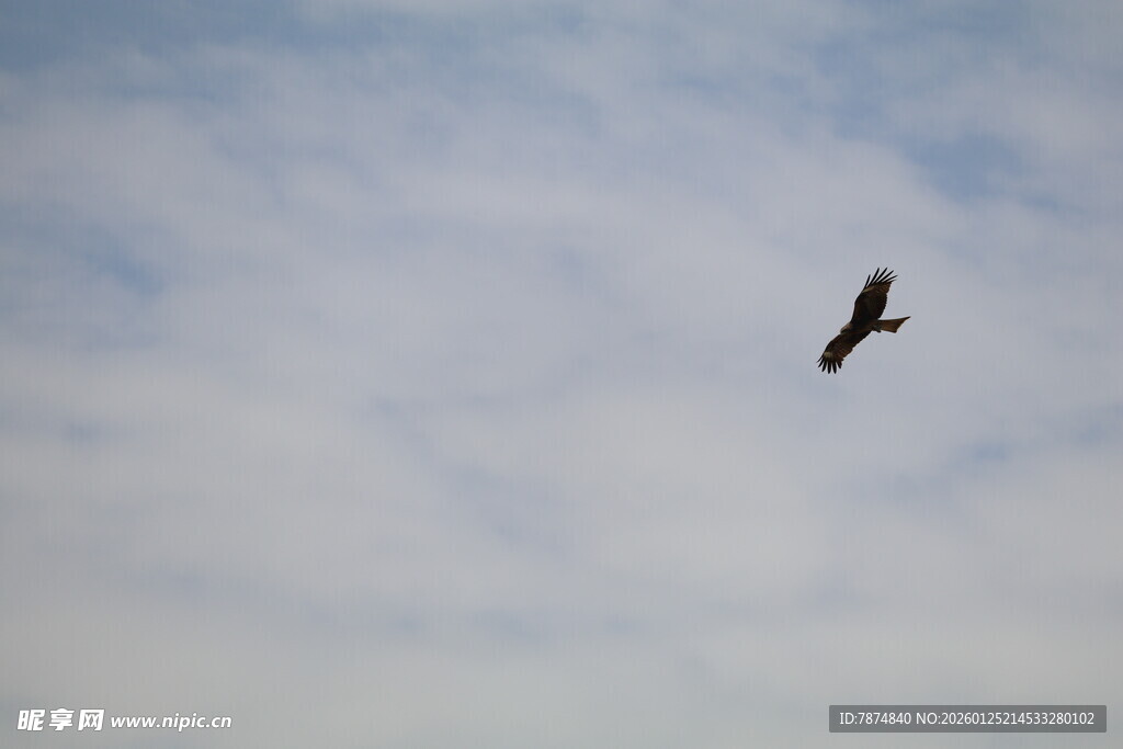 天空中翱翔的飞鸟