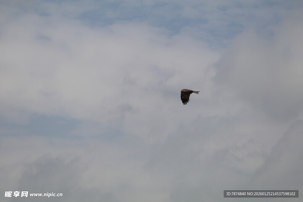 天空中飞翔的黑色鸟儿