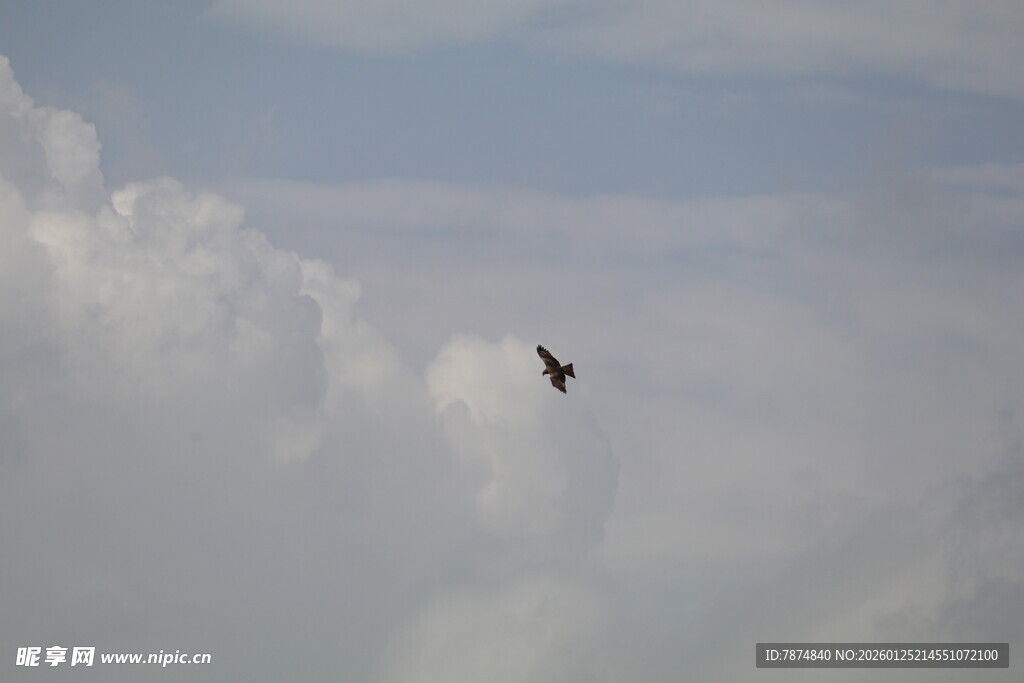 天空中翱翔的飞鸟
