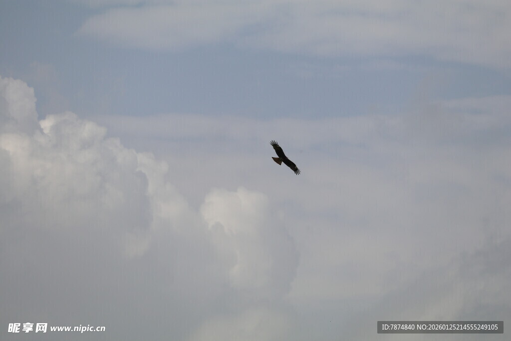 天空翱翔的飞鸟