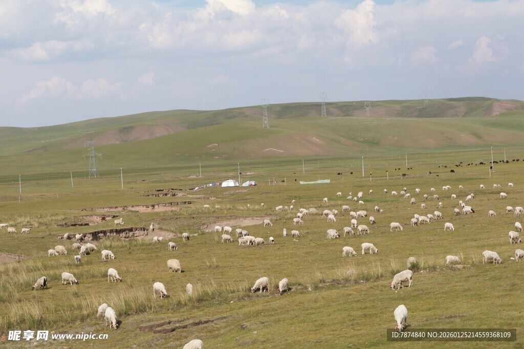 草原羊群风景图