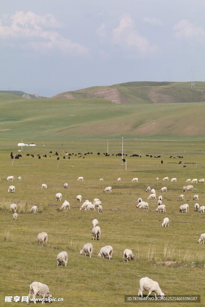 草原羊群风景图