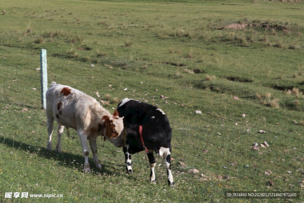 草原上的两头牛在吃草