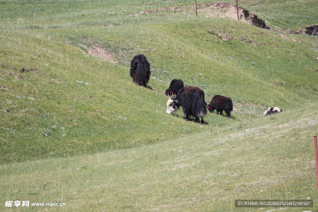 草原上的牦牛群