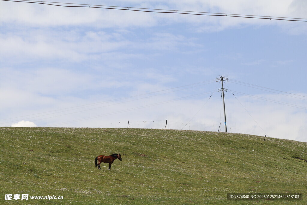 草原上独行的骏马