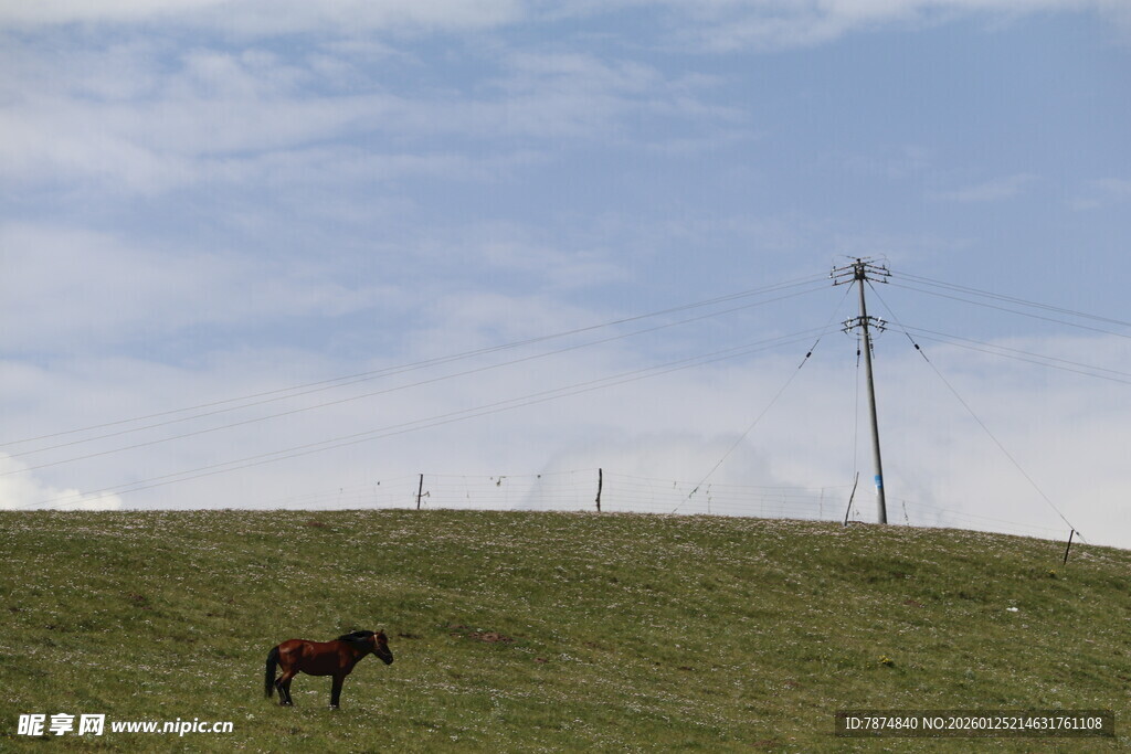 草原上独行的骏马