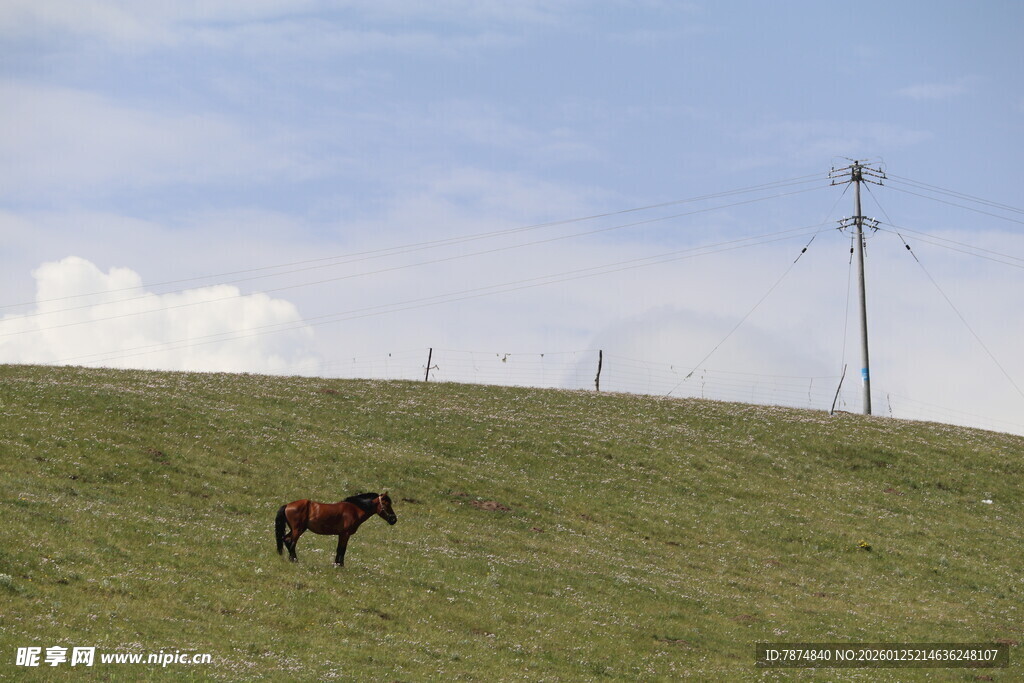 草原上的独行马