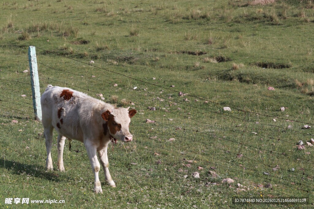 草原上的小牛犊