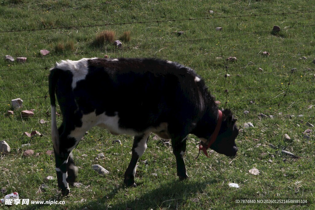 草原上低头吃草的黑白牛