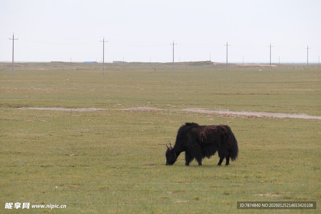 草原上的牦牛
