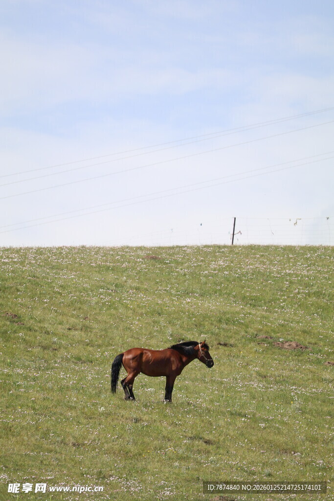 草原上独行的骏马