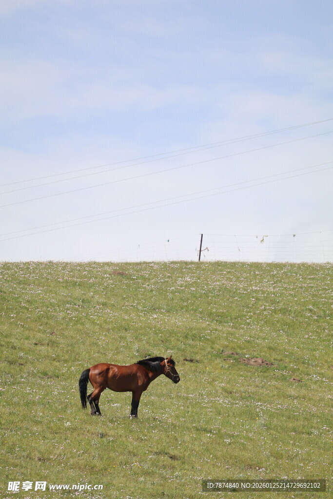 草原上独行的骏马