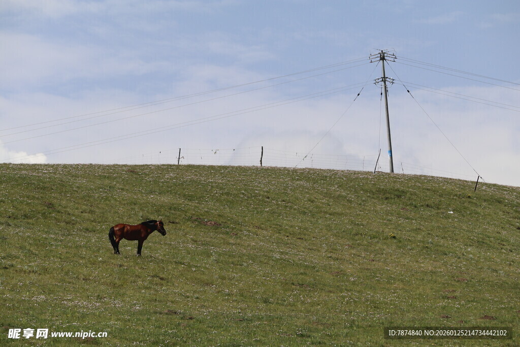 草原上独行的骏马