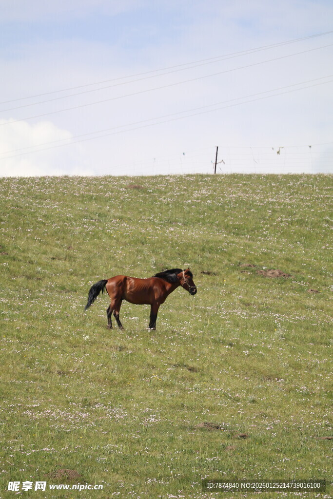 草原上独行的骏马