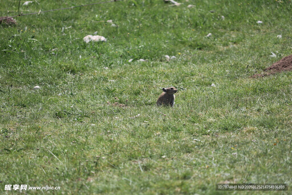 草地上的站立小动物