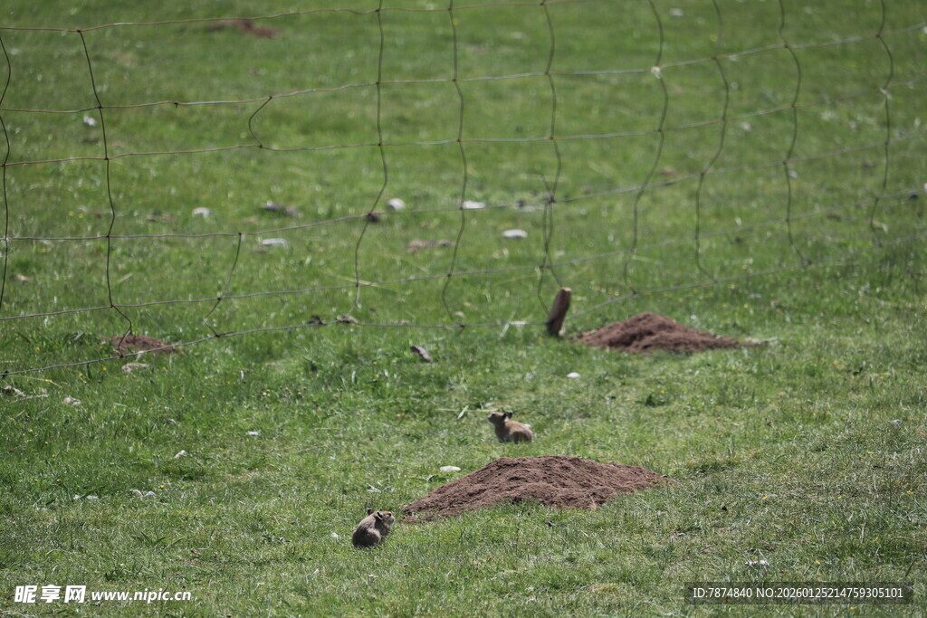 草原上的鸟儿与土堆