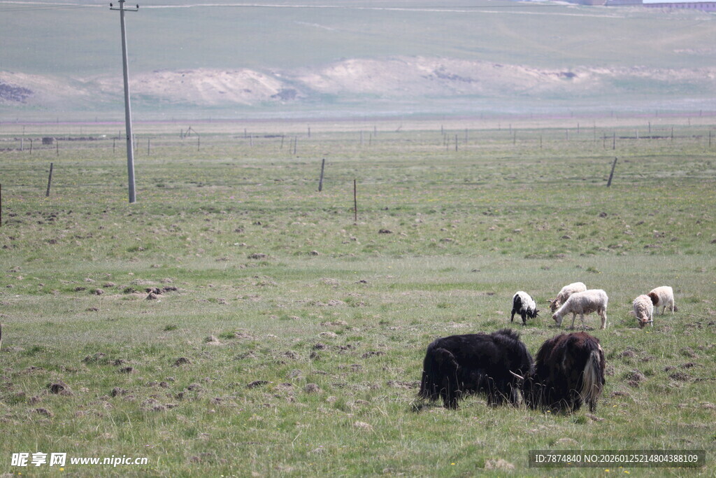 草原上的几头牲畜