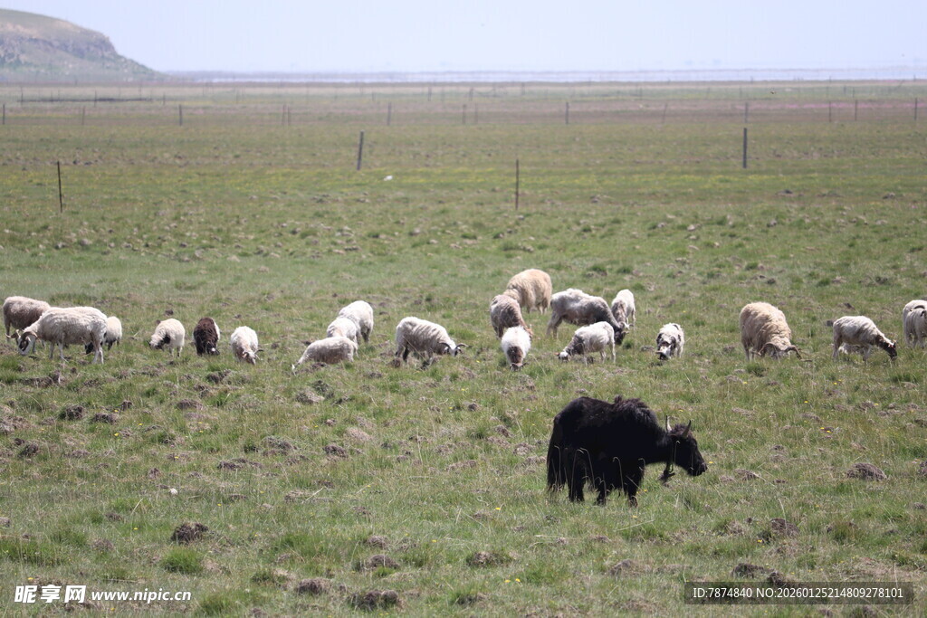 草原上的羊群与黑色牦牛