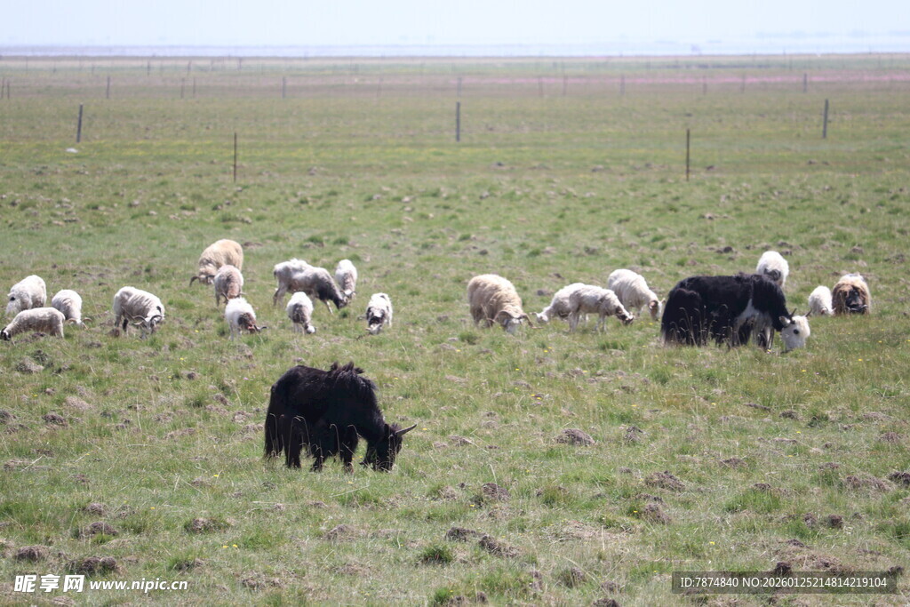 草原上的羊群与黑牛