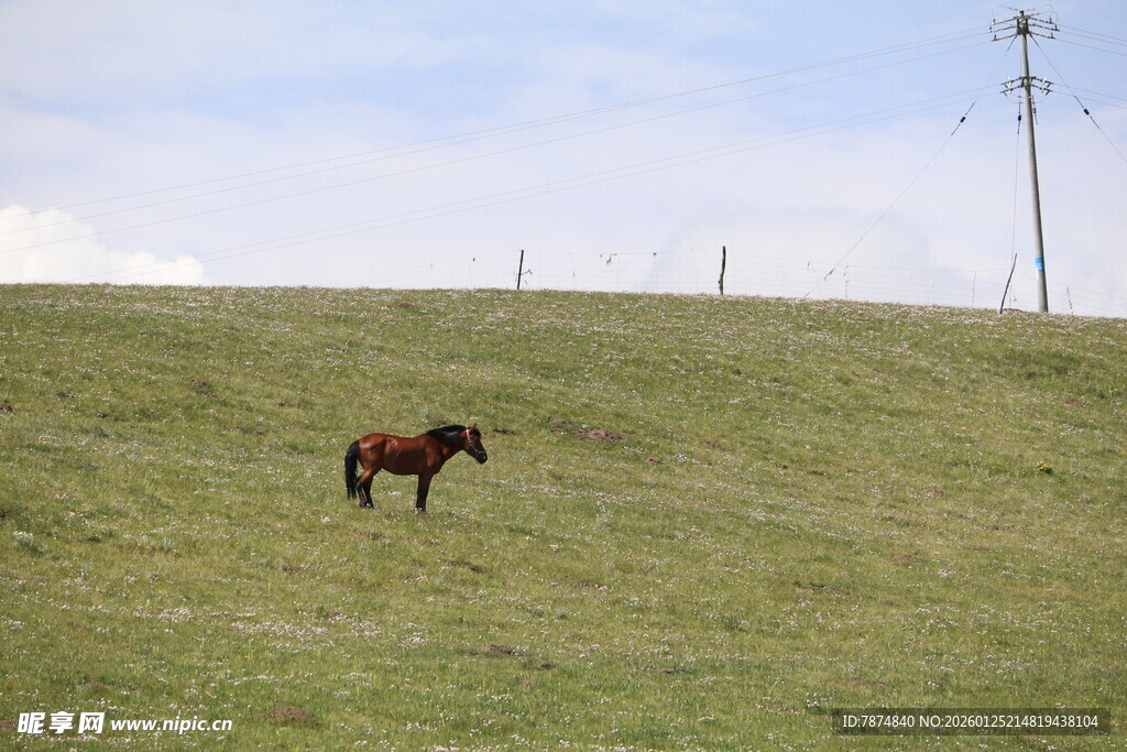 草原上独自站立的骏马