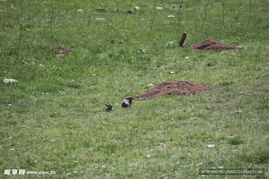 草地上的几只小鸟