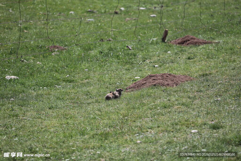 草地上的动物与土堆